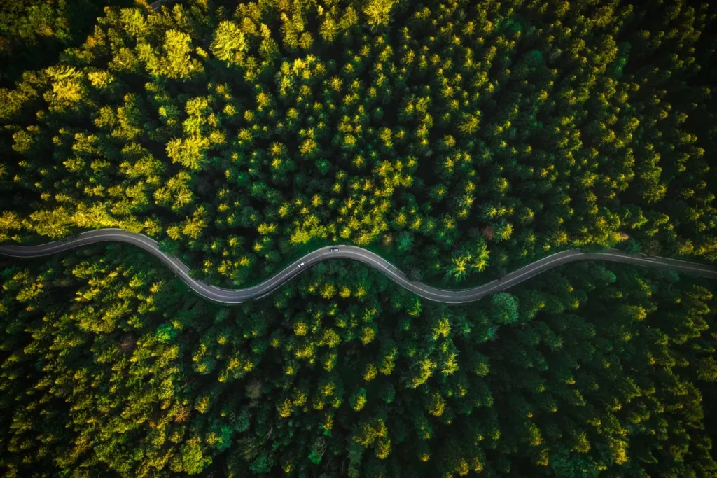 An aerial view of a highway winding through green pine trees